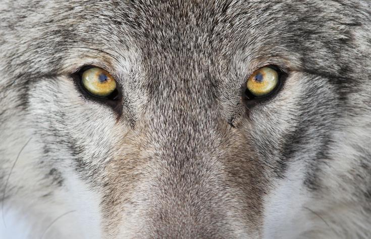 animal totem